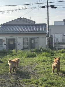ドックラン1